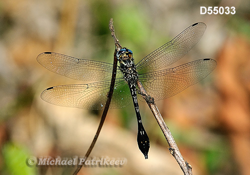 Club-tailed Skimmer (Scapanea frontalis)